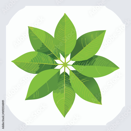 Lemon Leaves Vector Illustration in EPS Format, Minimalist Botanical Design