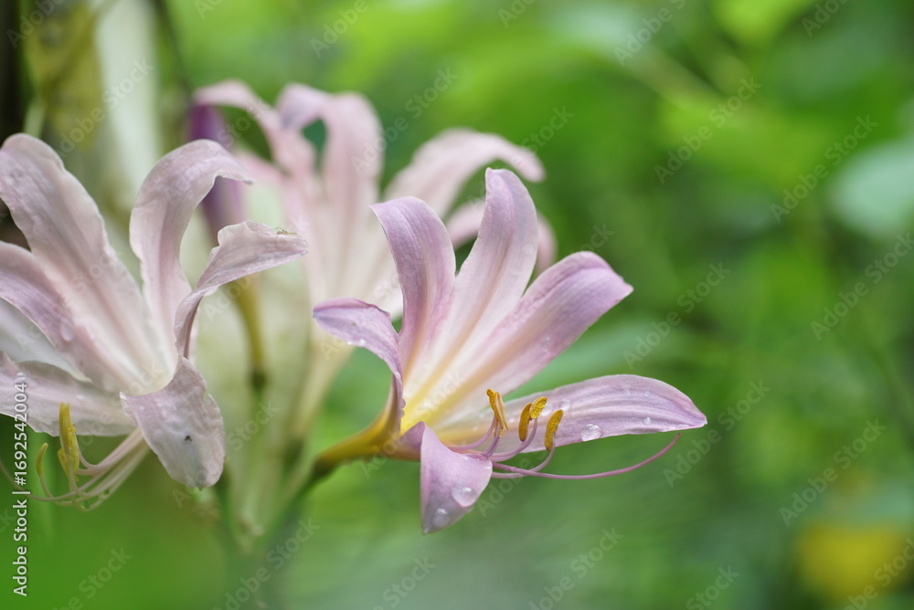 Fototapeta premium ナツズイセン (夏水仙)