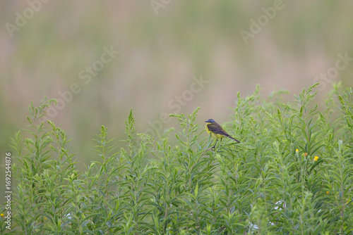 Schafstelze (Motacilla flava) auf Pflanze – kleiner Wiesenvogel mit gelbem Gefieder, freigestellt mit Bokeh und harmonischem Hintergrund, Wildlife Fotografie in Sommerwiese