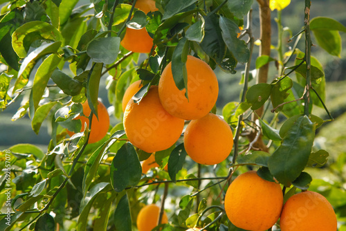 Fresh Navel Oranges Growing on Tree in Gannan Orchard - Ripe Citrus Fruit Ready for Harvest