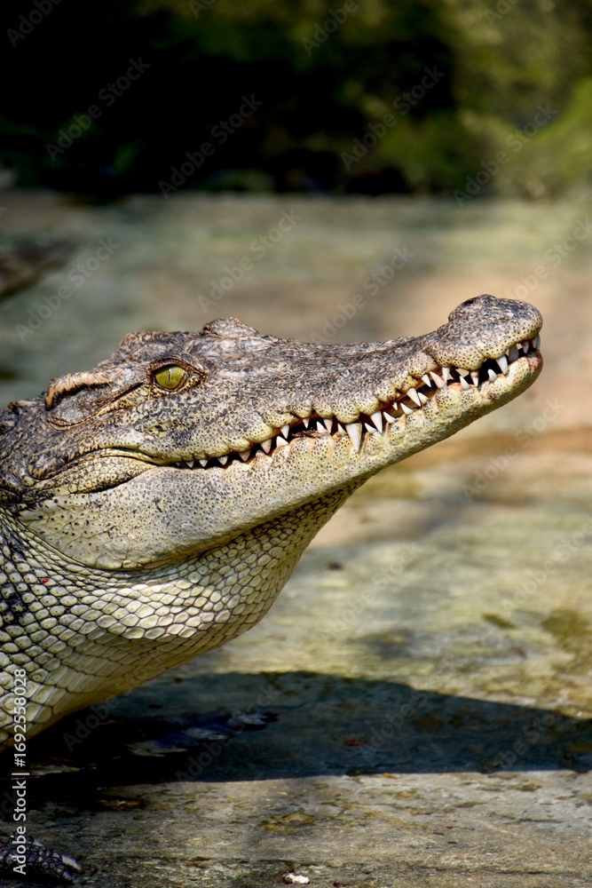 Obraz premium Silent predator