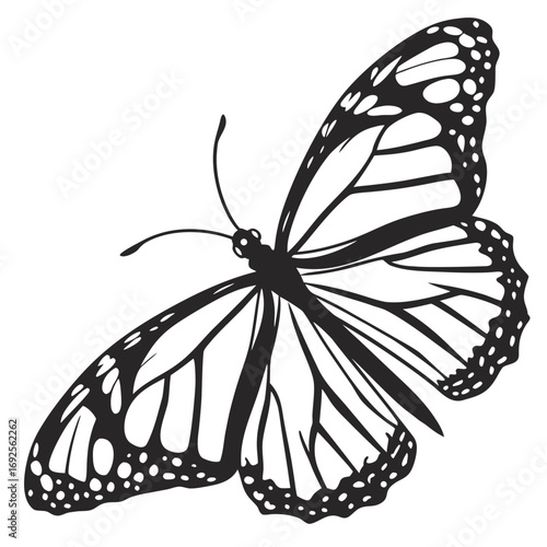 black swallowtail butterfly