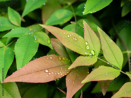 In the fresh air after a rainfall, glistening water droplets on various colored leaves create a magical beauty. 