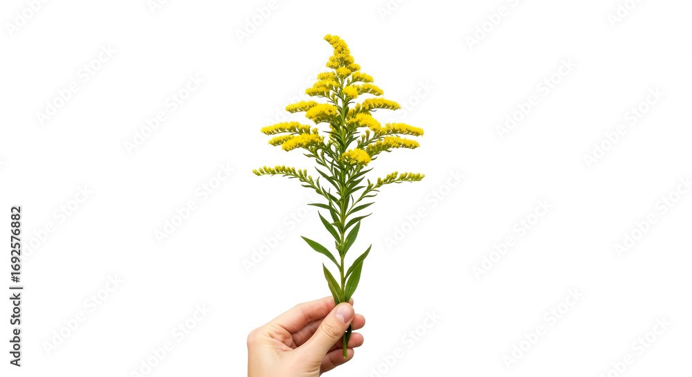 Naklejka premium a hand offering goldenrod blooms natures sunny embrace, symbol of hope and renewal, isolated on transparent background
