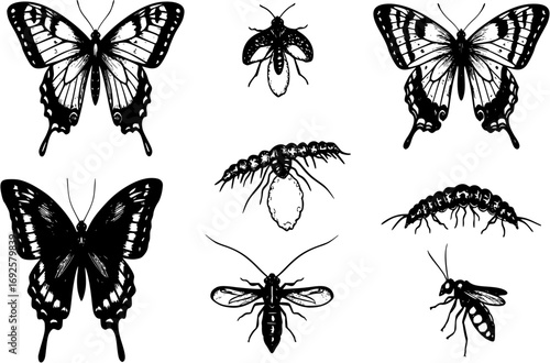 Set of butterflies, ink silhouettes. Glowworms, fireflies and butterflies icons isolated on white background. Hand drawn elements, Vector illustration. 