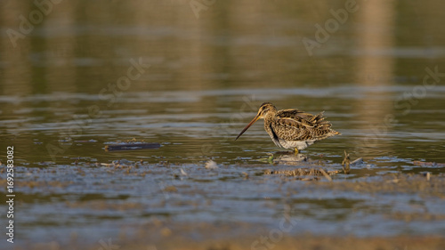 Bekassine (Gallinago gallinago) im Flachwasser – Watvogel mit langem Schnabel in Feuchtgebiet, Wildlife Fotografie im Abendlicht