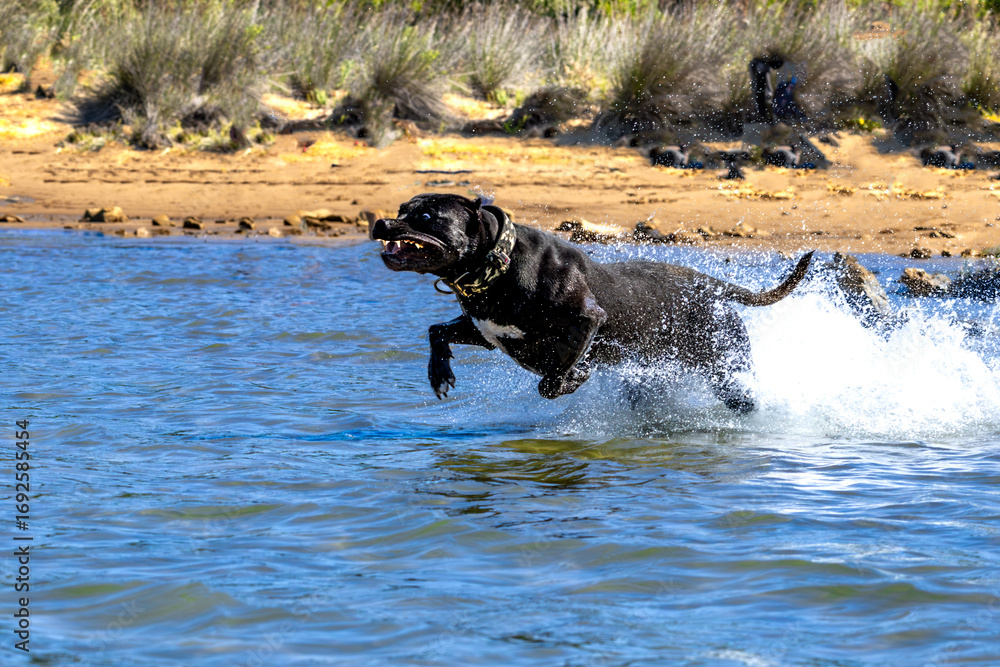 Obraz premium Black Cane Corso guard dog running in water, dog training,
