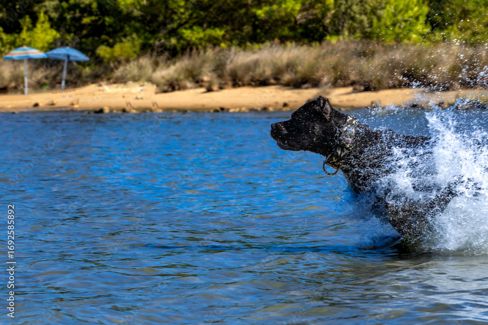 Fototapeta premium Black Cane Corso guard dog running in water, dog training,