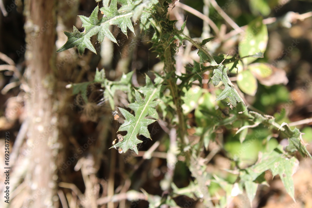 Fototapeta premium Spear thistle, Cirse commun, Cirse à feuilles lancéolées - Cirsium vulgare - Asteraceae, Astéracées