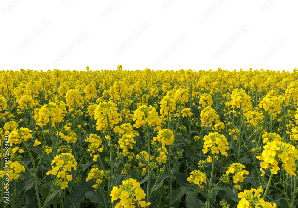 Obraz premium 鮮やかな黄色の菜の花畑と透明背景 自然の美しさ 風景 春の風景 太陽の下で咲く花々