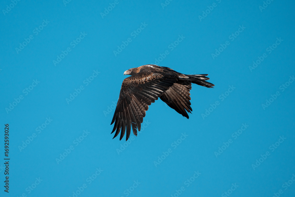 Obraz premium flying wedgetail eagle in a nest in a gum tree in australia
