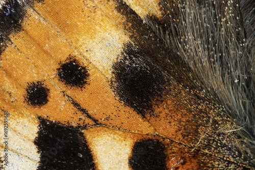 Close-up of a wing of a butterfly, Small tortoiseshell (Aglais urticae, Nymphalis urticae), macro photograph, Tyrol, Austria