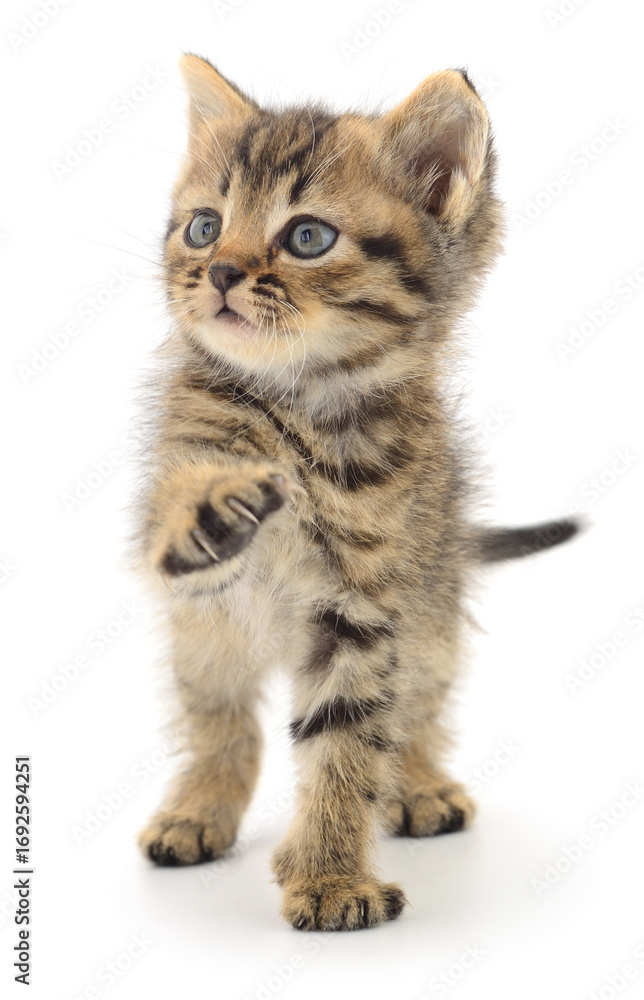 Obraz premium Cute tabby kitten standing isolated on white background