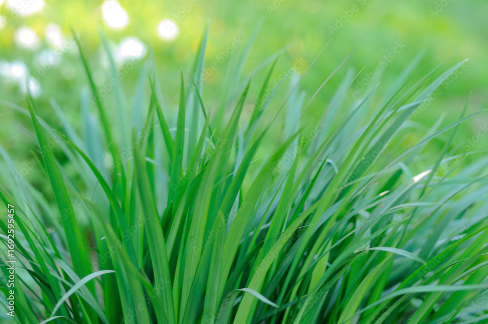 Fototapeta premium Fresh green grass blades in spring garden close up