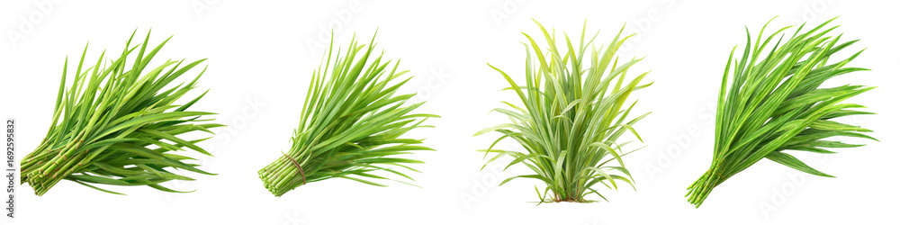 Fototapeta premium Four Bunches of Fresh Green Vegetables Isolated on Black Background
