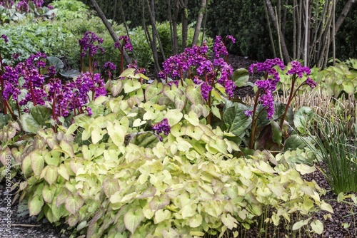 Flower bed with bergenia (Bergenia cordifolia Eroica) and ivy flower-bed (Epimedium), Lower Saxony, Germany