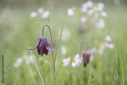 Chequerboard flowers (Fritillaria meleagris), Lower Saxony, Germany