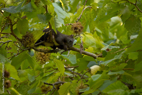 Eichhörnchen im Geäst des Haselbaums – Tierportrait eines Waldnagers zwischen Blättern und Haselnüssen, Wildlife Fotografie mit natürlicher Stimmung