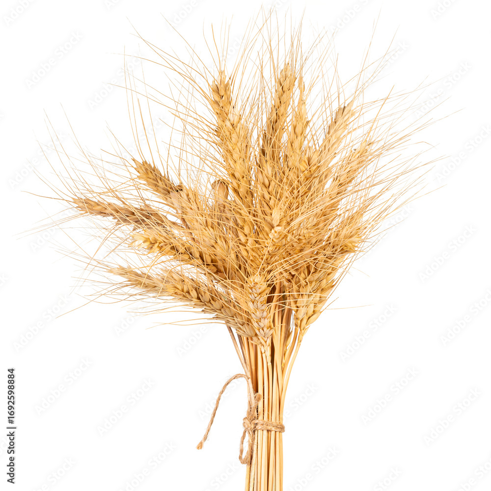 Fototapeta premium Wheat sheaves gathered in a bundle for autumn harvest decoration at a rural farm