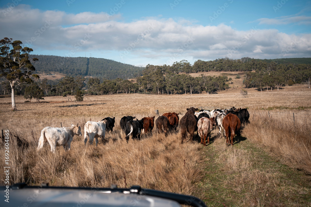 Obraz premium Stud beef cows in a field on a farm in England. cattle in a meadow grazing on pasture in springtime. Green grass growing in a paddock on a sustainable agricultural ranch