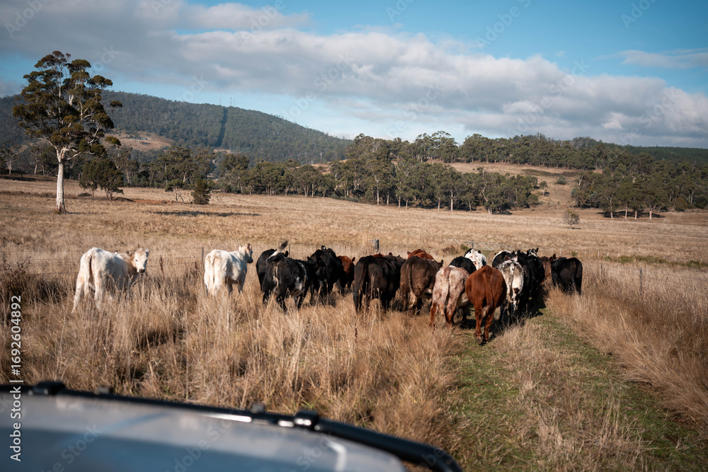 Obraz premium Stud beef cows in a field on a farm in England. cattle in a meadow grazing on pasture in springtime. Green grass growing in a paddock on a sustainable agricultural ranch