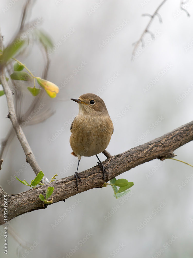 Obraz premium Common redstart, Phoenicurus phoenicurus