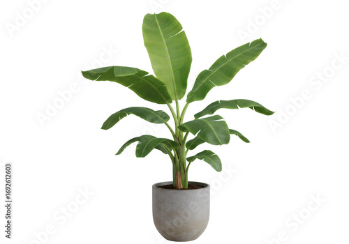透明背景に配置された緑の葉を持つ鉢植えの観葉植物 庭の装飾用の明るい色の自然な木のクローズアップビュー