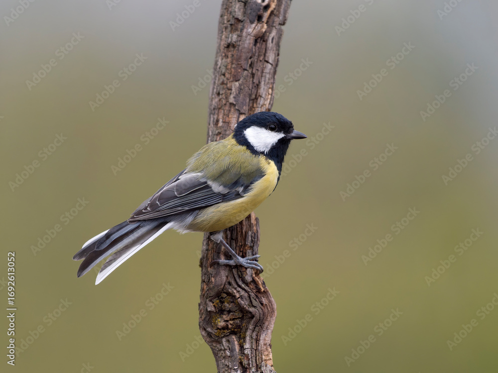 Obraz premium Great tit, Parus major