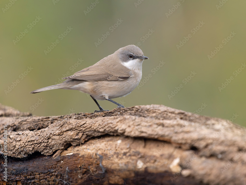 Naklejka premium Lesser whitethroat, Curruca curruca