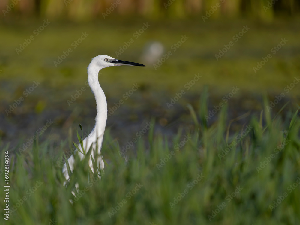 Obraz premium Little egret, Egretta garzetta,