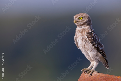 Steinkauz (Athene noctua) – kleiner Kauz mit gelben Augen auf Sitzwarte, Wildvogel in natürlicher Umgebung, Wildlife Fotografie mit Bokeh Hintergrund
