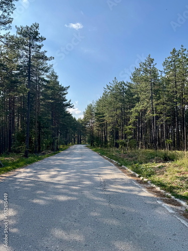 Paved asphalt road stretching through a lush green pine forest, peaceful natural scenery with tall trees, outdoor travel and adventure background