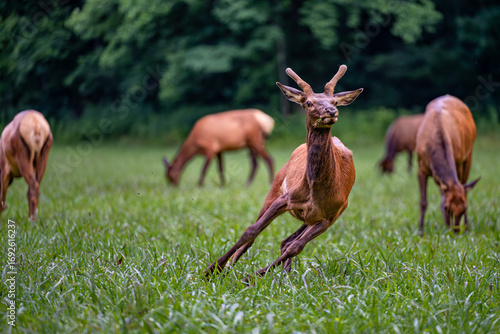 jacksonville, florida