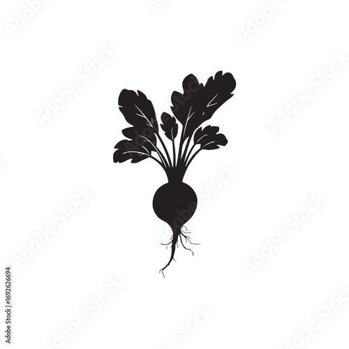 Beetroot Vector (1).eps