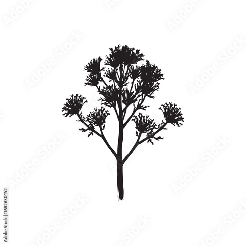 Fennel Vector (3).eps