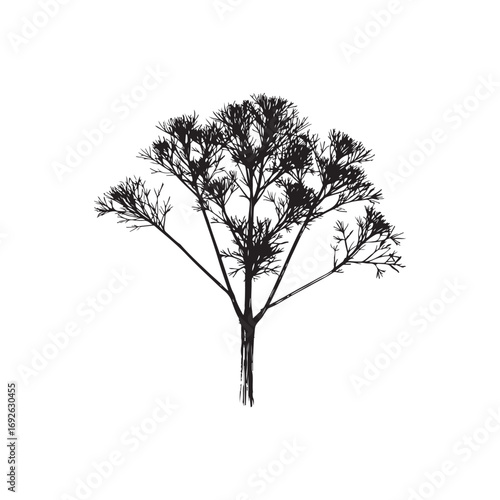 Fennel Vector (2).eps