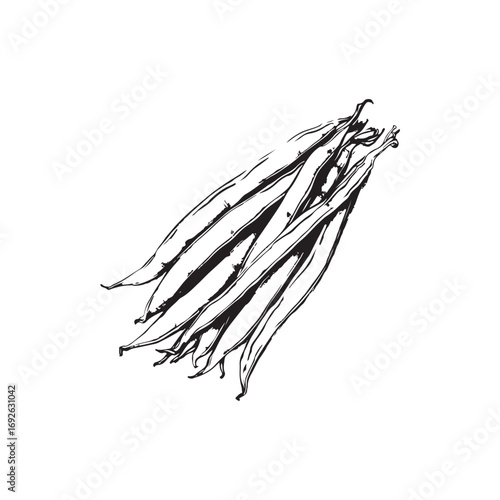 Green Beans Vector (2).eps