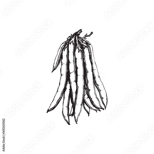 Green Beans Vector (1).eps