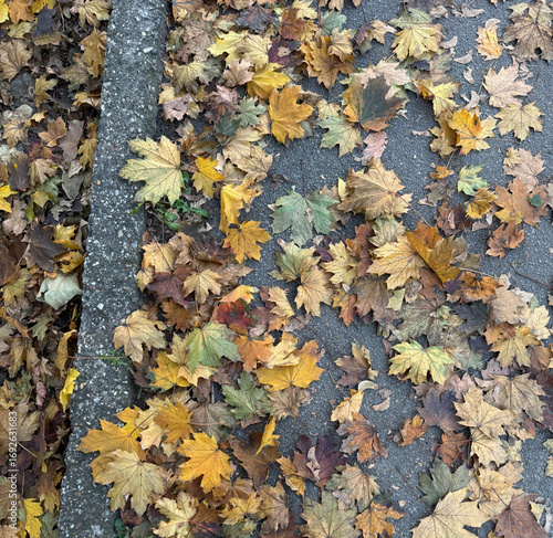 Close-up view of an asphalt road with a curb covered in bright yellow autumn leaves, seasonal fall background with natural outdoor atmosphere