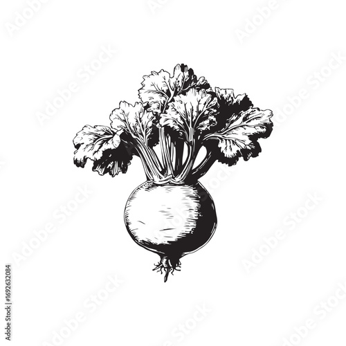 Kohlrabi Vector (3).eps