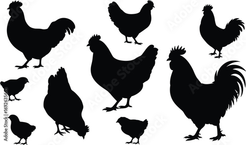 Chicken silhouette set, poultry vector illustration, farm animal icons, black hen and chick shapes, rustic livestock graphic collection