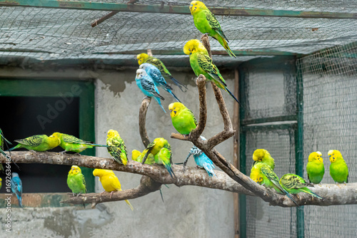 Tableau sur toile Flock of colorful budgerigars perched together on wooden branches showing green