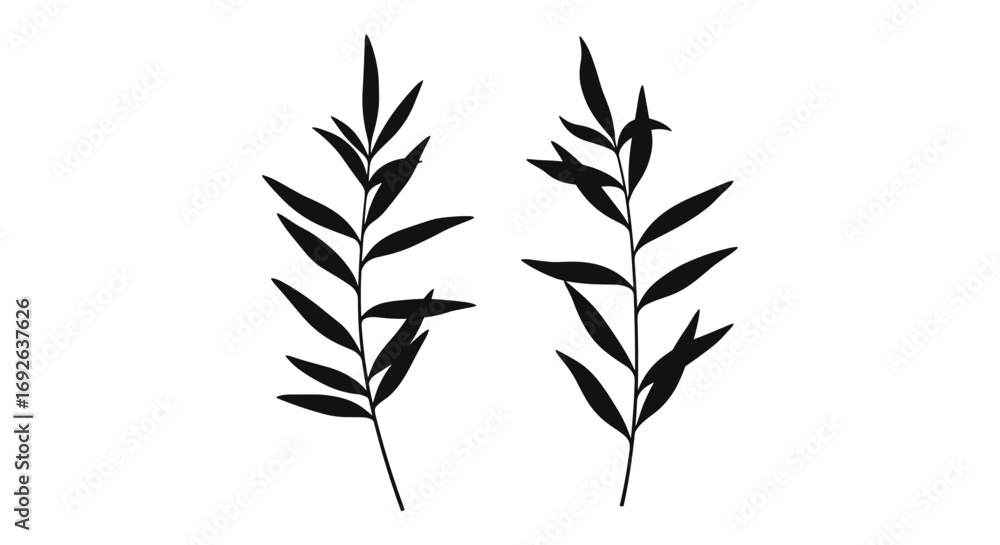 Obraz premium Elegant silhouette of two willow branches displaying delicate lanceolate leaves against a white background