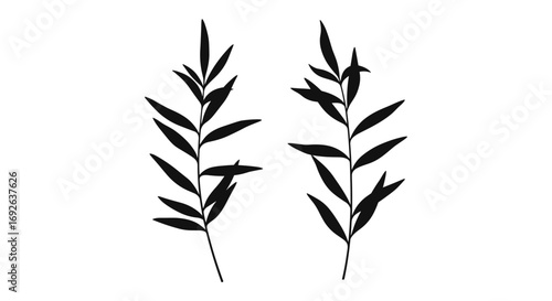 Elegant silhouette of two willow branches displaying delicate lanceolate leaves against a white background