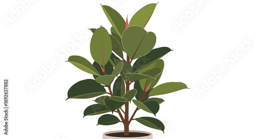 A beautiful ficus elastica plant with large glossy green leaves growing in a white pot ideal for home and office decor