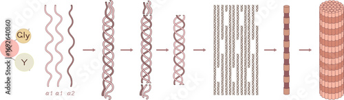 Multi-step process of type I collagen synthesis. Scheme of collagen biosynthesis for biology lessons	