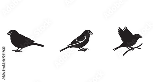 Set of Diverse Birds Silhouettes