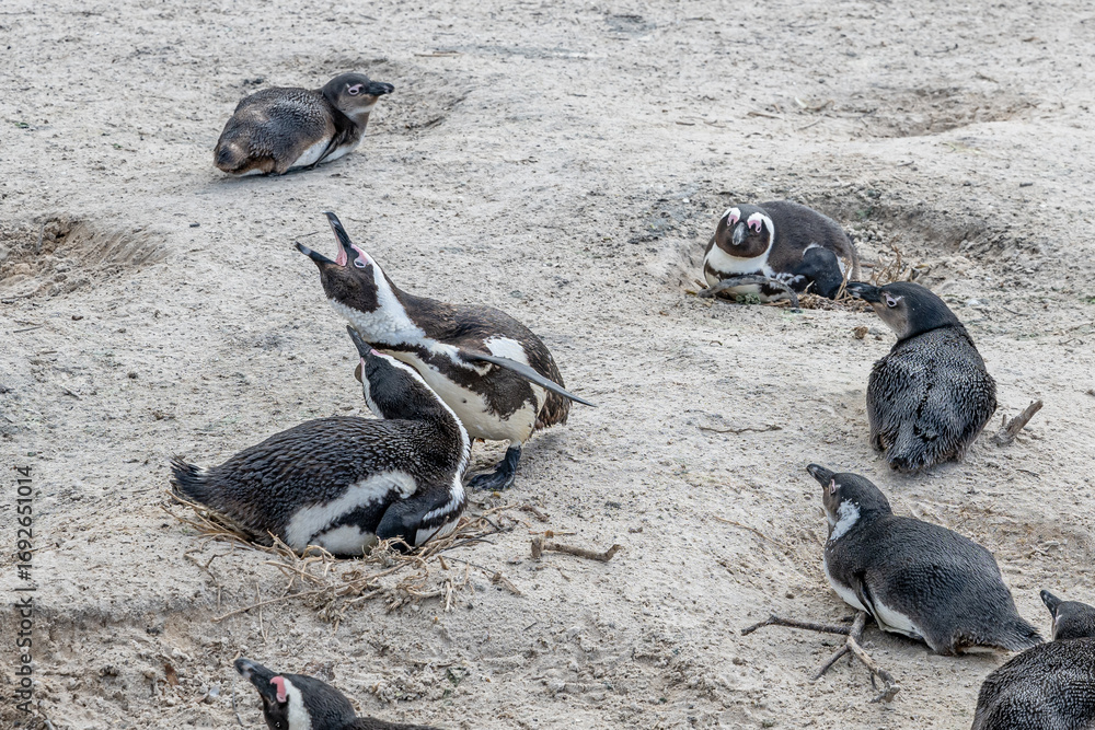 Obraz premium penguin