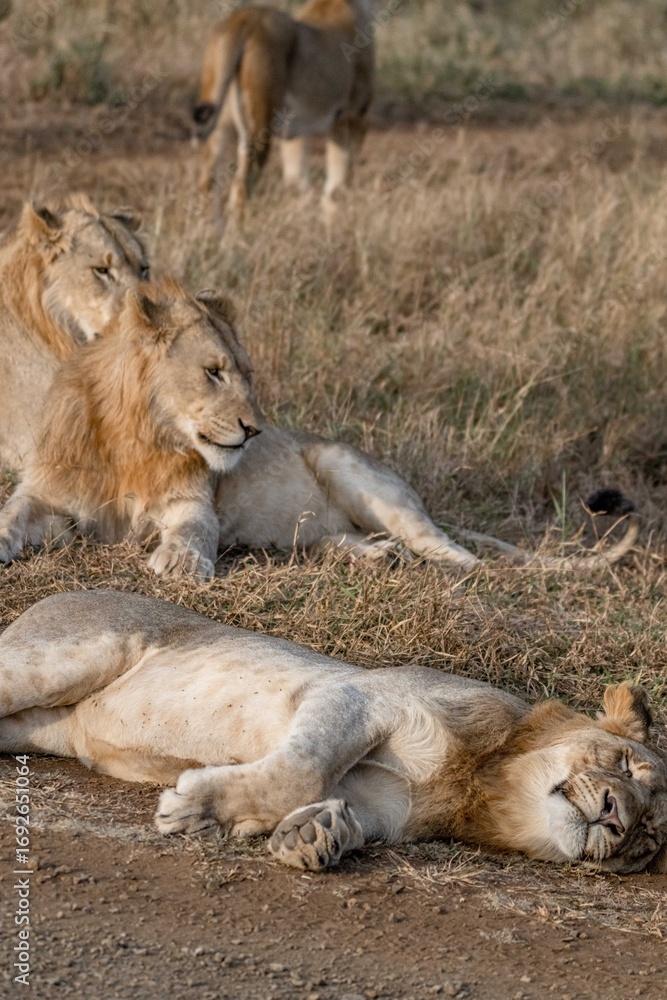Fototapeta premium lion