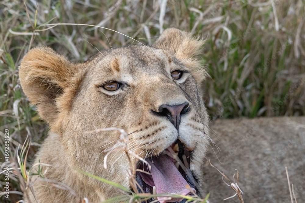 Naklejka premium lion